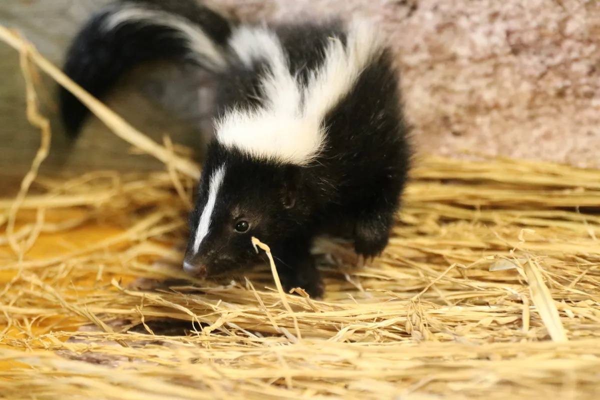 Animal kingdom banner
